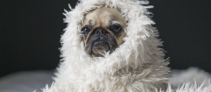 Signs Your Pet Is Feeling Cold (And What To Do)