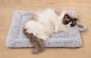 PetTemp Self-Warming Pet Bed