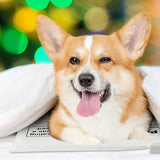 PetTemp Pet Bed Warmer for Cats & Dogs