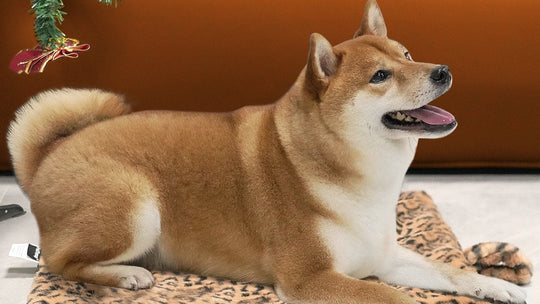 PetTemp Cat & Dog Self-Warming Pad, Brown