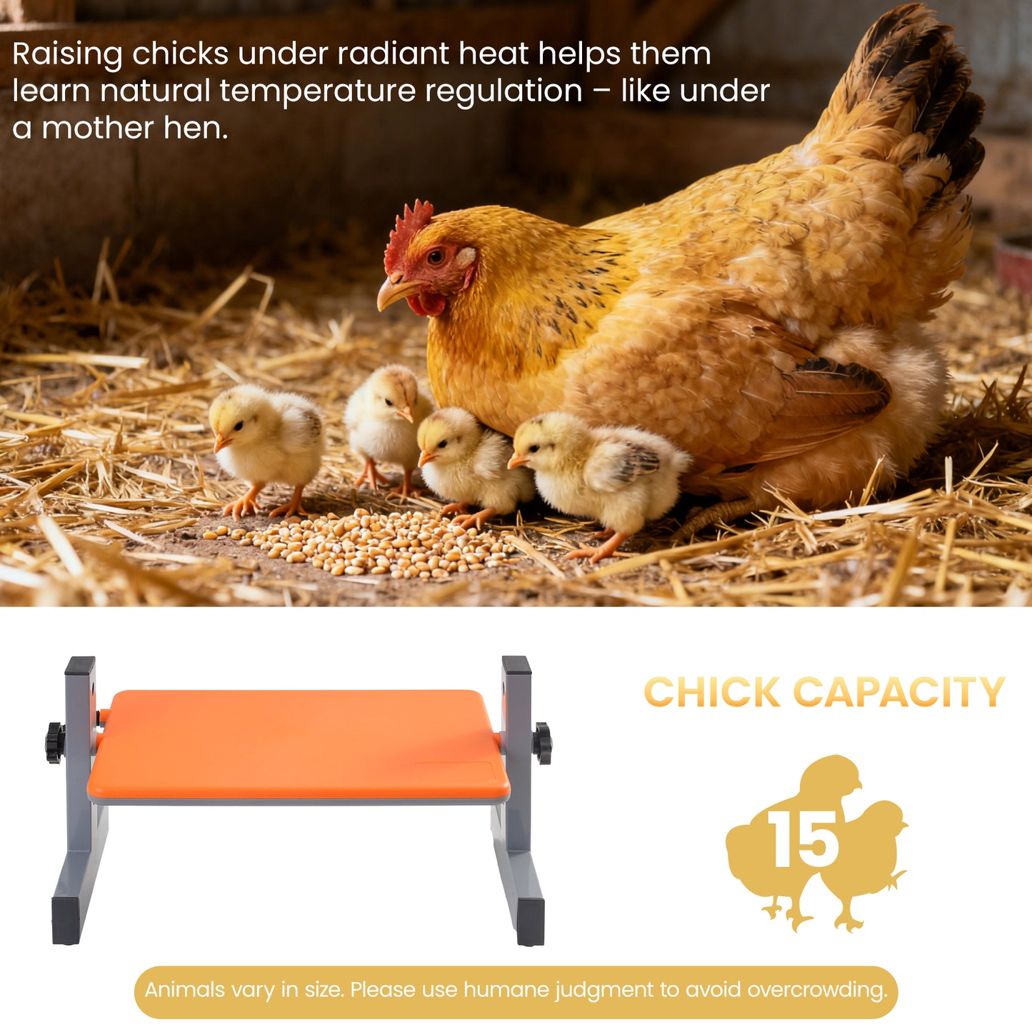 PetTemp Smart Chick Brooder Heater